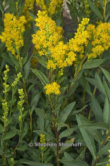 solidago elongata 7 graphic